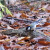 この動画の最後や以前、円山原始林を散策した時に見かけた小鳥の名を知恵袋で聞く為の記事・・