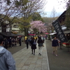 2019年4月2日　神代植物公園と大盛り蕎麦　その③