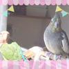 インコ・オウムのごはん　２！シ－ド編