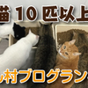 新しい動画をUPしました。【〇〇〇〇がだいすきな猫】