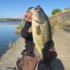 カメックスの活動する季節になりました。