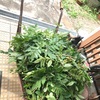 家屋敷税を知っていますか