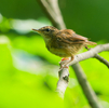 野鳥撮影　in 草津温泉