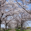 木津川市の桜並木名所