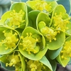 ユーフォルビアの花たち