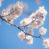 今年も桜の季節になりました！