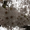 桜に草花で春を感じる。