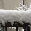 四年ぶりの大雪警報の東京