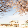 【今年の桜】数年ぶりに撮影