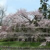 京都府立植物園。春の花盛り。桜、七分咲き。大しだれ桜見ごろ。蹴上の桜、満開。アオジ、ウグイス、アトリ、シロハラ、ヤマガラ、ヒヨドリ。