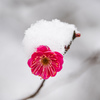梅にふんわり雪帽子