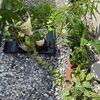 【観葉植物】観葉植物の水やり