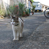 野良猫の定義