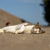 玄海諸島のねこさん