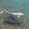 鯉釣り&#127907;