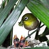 メジロ御殿　親鳥、せっせと育児 西京・長恩寺、観葉植物に営巣