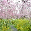 原谷苑の桜2021。見ごろや開花状況。