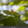 EF-M28mm F3.5 マクロ IS STM(２)