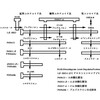 17α-水酸化酵素欠損症でアルドステロンは上昇するか？