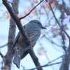 【209話・FUJIFILM】XF100-400mm F4.5-5.6R LM OIS WRを持って公園3か所を散歩してきた