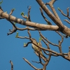 Piratic Flycatcher ホオジロタイランチョウ
