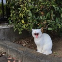 よんだほん