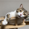 キャットタワーで寛ぐきなこもち特集22