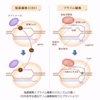 次世代のゲノム編集技術「CRISPR2.0」とは？