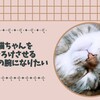 猫ちゃんをとろけさせる魔法の腕になりたい