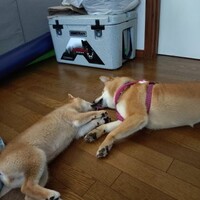 犬バカちゃんリン☆彡蕎麦屋の風鈴♪　7月は記念の日がいっぱい！　柴犬・空海くんとはるこはホントに　きょうだい！？