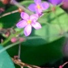 ハゼラン／ナデシコ目の植物たち３-1.　　かわいらしい花で，“裂開果”をつけた状態もなかなか．スベリヒユ，ツルムラサキとは近縁で，やはり食べられる！というより，「現在では，南アメリカのアマゾン流域をはじめ，西アフリカやインド，東南アジアで新しい野菜として栽培されています」とのこと．“Ceylon Spanish"（セイロンホウレンソウ）とrecipe（レシピ）で沢山の料理画像が！ Ceylon Spanish以外にも沢山の地名を含む名前があり，多くの国/地域で広く食べられているようです．