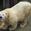 阿蘇カドリー・ドミニオン　カアチャン　☆になる