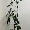 【観葉植物】パキラの枝葉を整えてベランダに出した