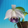 Cattleya pumila fma.coerulea 'Tokyo'