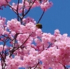 明るい春の陽を浴び、青空を背に、光り輝く早咲きの桜【陽光桜（ヨウコウ）】