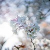 桜坂（大田区田園調布）の桜を見てきました。