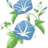 もう７月も終り