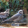 いつもの公園へ　その２　水場に集まる鳥たち、センダンの実を食べるヒヨドリ