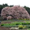 吉高の大桜　印西市指定天然記念物