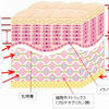 目元に小じわができる原因とは？