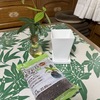 植え替えてみました