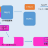 コーヒーの成分「ニコチン酸」の力とは？ 実は美容の味方だった！！ 