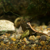 ハコネサンショウウオ Onychodactylus japonicus