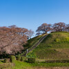 さきたま古墳公園の桜