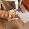 柴犬・はるこちゃん　🌟　空海くんが　大好きなの🎵　オネエはおねえちゃん
