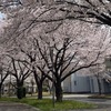 小平キャンパスも桜が超綺麗です！！！