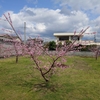 桃の花　開花
