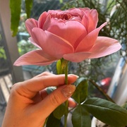 ソニアリキエル カテゴリーの記事一覧 Tef S Garden ベランダでバラと暮らす ソニアリキエル カテゴリーの記事一覧 Tef S Garden ベランダでバラと暮らす