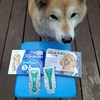 柴犬きなこ🐕もジェネリック！ドッグプロテクトプラス vs フロントラインプラス