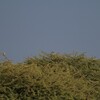 ヘビクイワシ(Secretarybird)